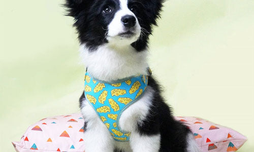Are Dog Harnesses Good for Dogs?