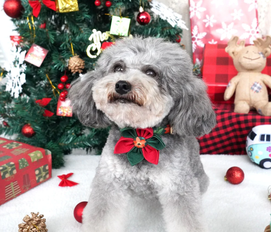 Why Do You Need A Christmas Bow Tie Dog Collar?