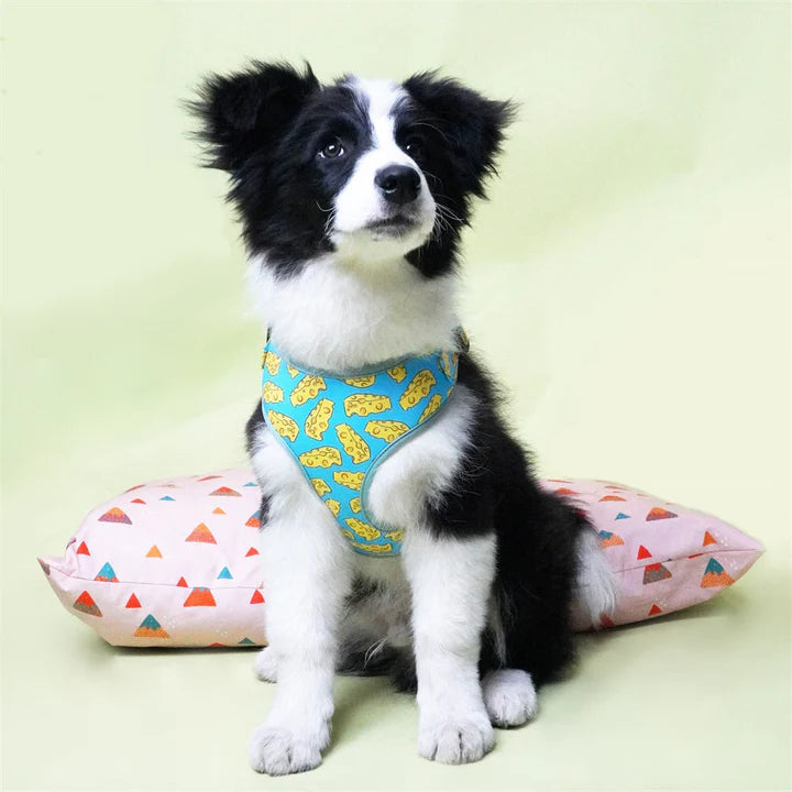 A Beginner's Guide to Putting On a Dog Harness