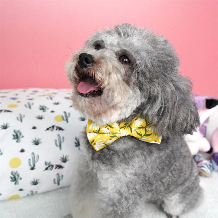 The Cutest Accessory: Bow Tie Collars for Dogs