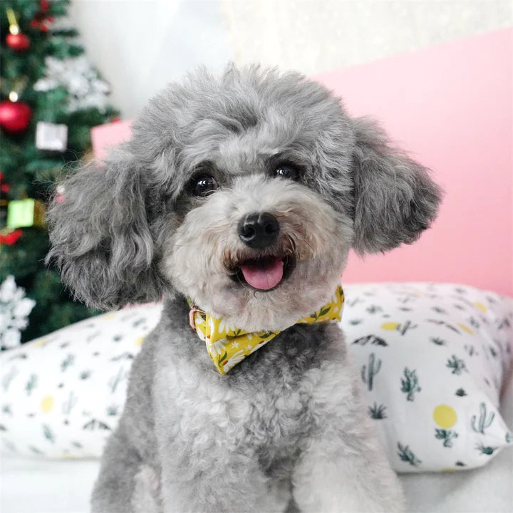 The Perfect Pet Accessory: How Bow Tie Dog Collars Will Elevate Your Pup's Look