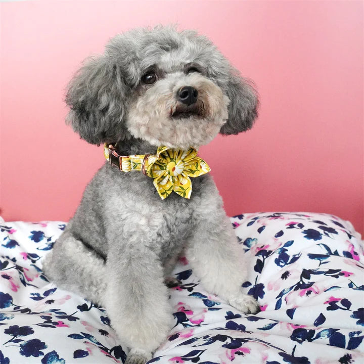 Make Your Furry Friend Feel Like a Princess with a Floral Collar