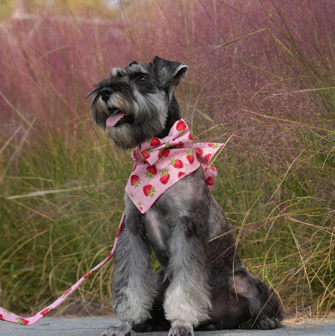 Fashion Bandanas: The Sweet Gifts For Mommy Dog