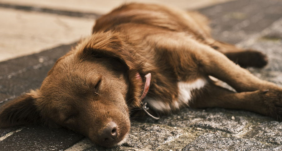 How Many Hours a Day Do Dogs Sleep