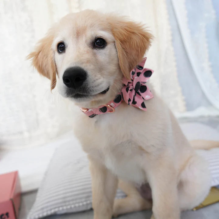 Add Some Flair to Your Furry Friend's Look with a Collar Bow Tie