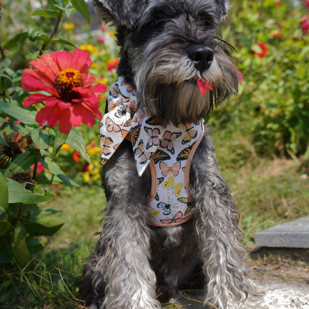 Butterfly Dog Bow Tie , Funny Adjustable Dog Collar With Bow