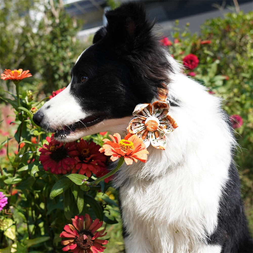 Pumpkins Dog Collar Leash,Thanksgiving Dog Flower, Fall Pet Accessories