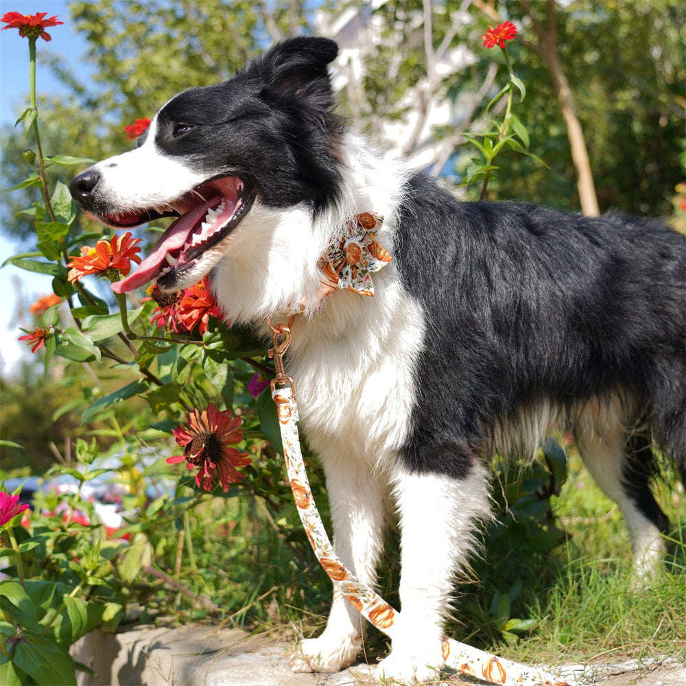 Pumpkins Dog Collar Leash,Thanksgiving Dog Flower, Fall Pet Accessories