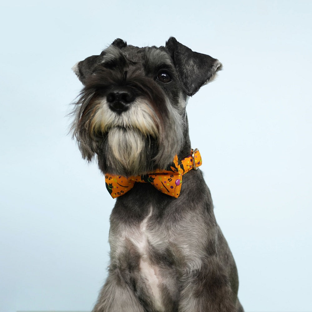 Halloween Pet Collar Personalized, Spook Orange Dog Bowtie Collar Dog Collar Bow