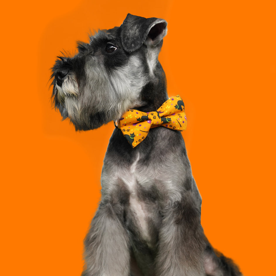Halloween Pet Collar Personalized, Spook Orange Dog Bowtie Collar Leash Dog Collar Bowtie