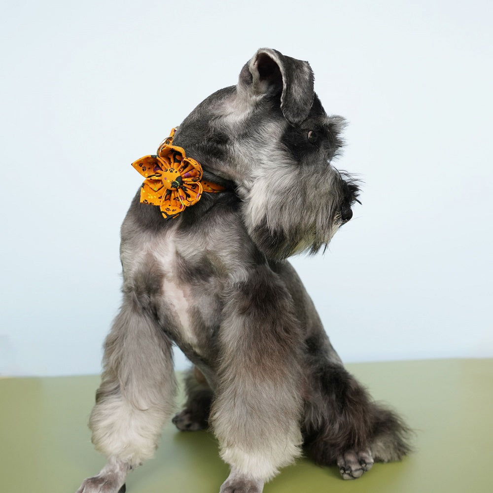 Halloween Pet Collar Personalized, Spook Orange Dog Flower Collar Dog Collar Flower