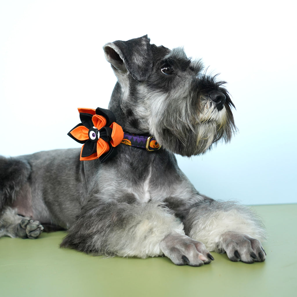Halloween Pet Collar Personalized, Spook Dog Flower Collar,Engraved Option