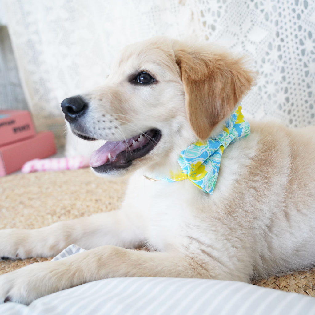 Personalized lemon dog collar bow 