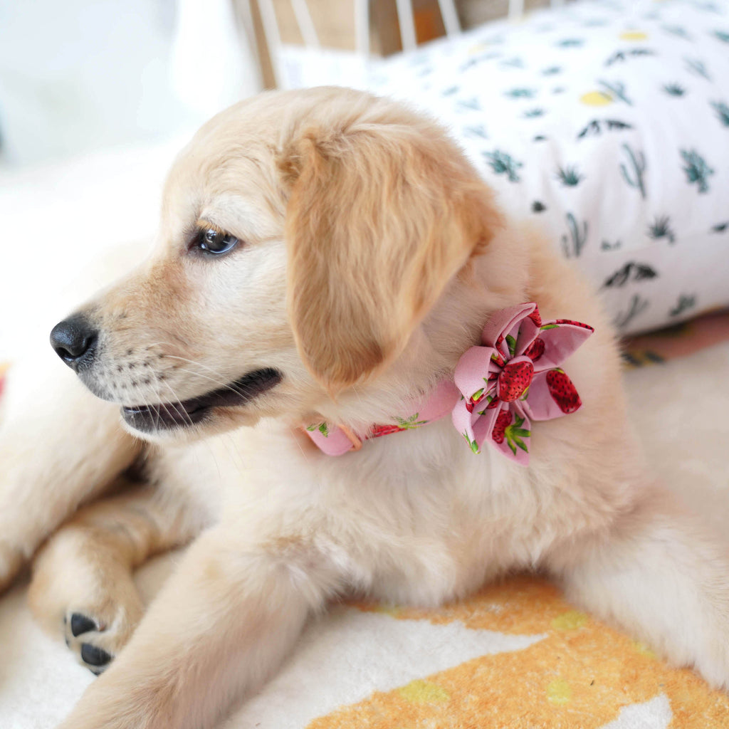 Diy personalized strawberry dog flower collar 