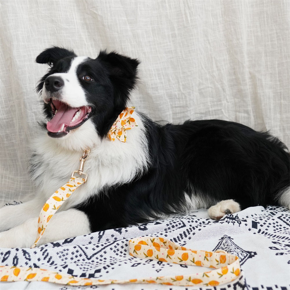 give your pet friend lemon dog flower collar leash  gift