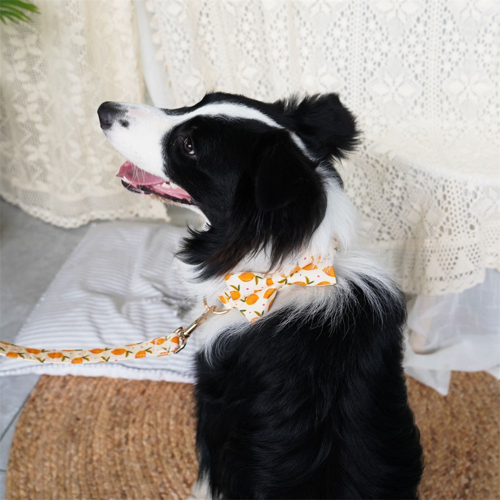 personalised dog bowtie collar