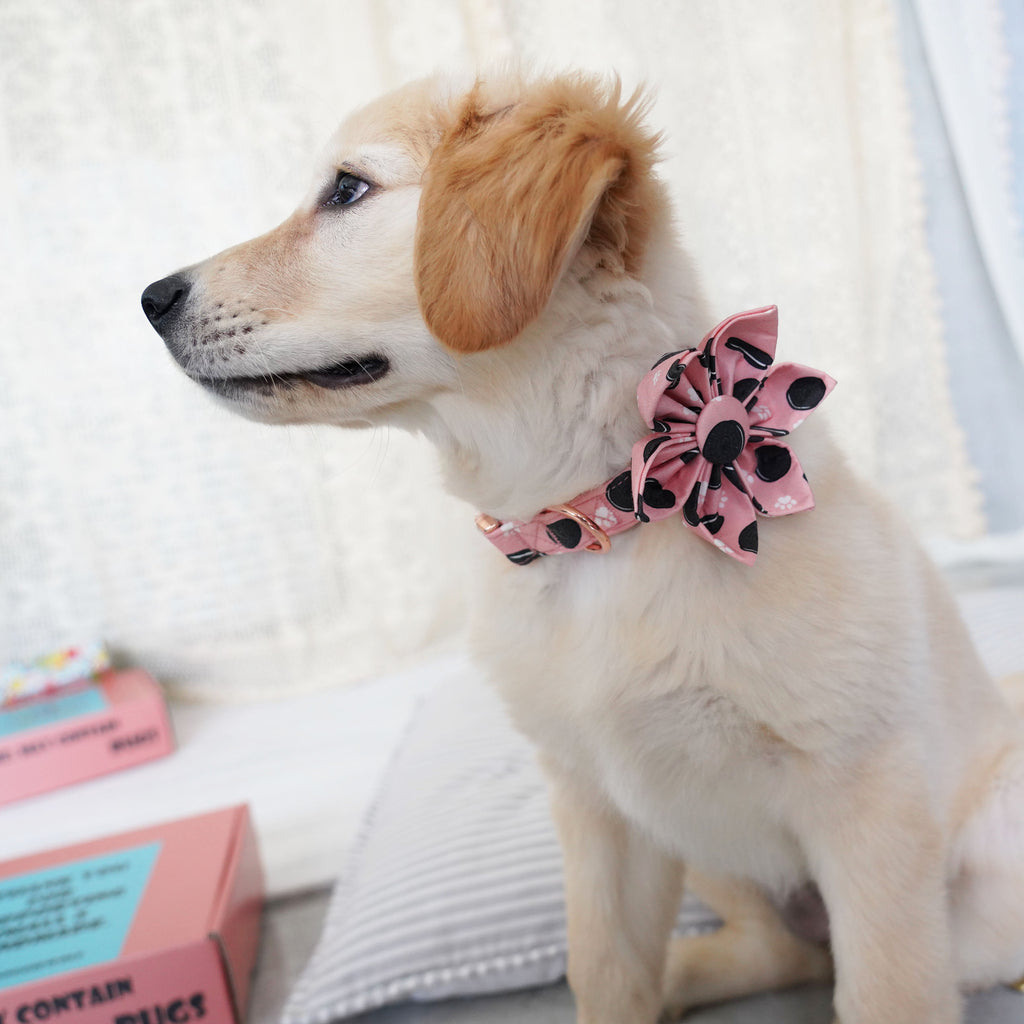 Chocolate Chip Cookie Dog Collar With Flower