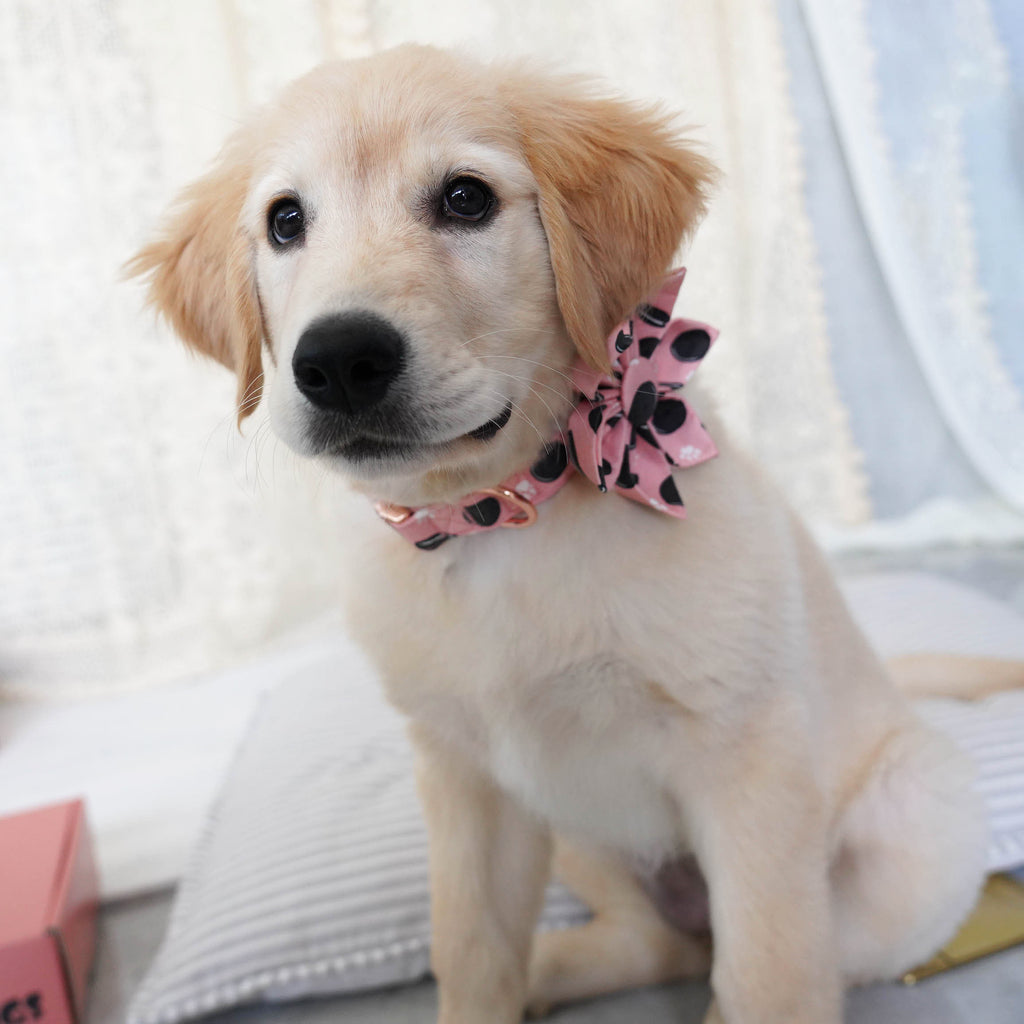 pink cookie dog flower collar 